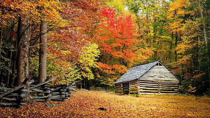 紅葉、グレート スモーキー マウンテン国立公園、テネシー州、葉、アメリカ、秋、木、色、usacabin 高画質の壁紙