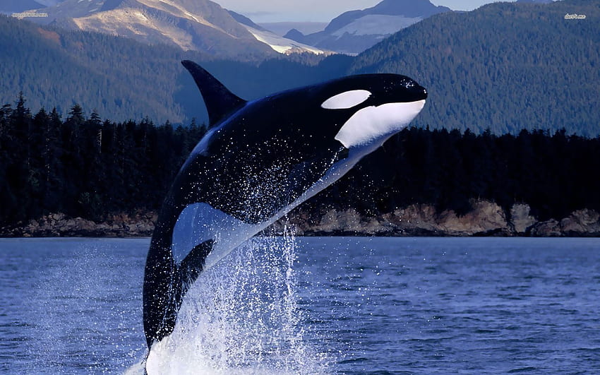 Wieloryb orka, orka Tapeta HD