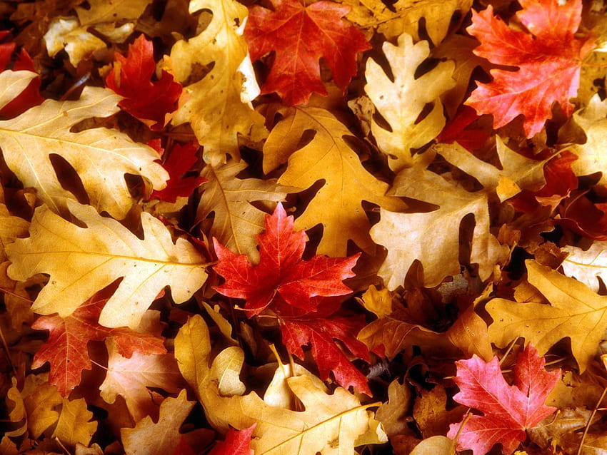 Natur, Herbst, Blätter, Ahorn, Eiche HD-Hintergrundbild