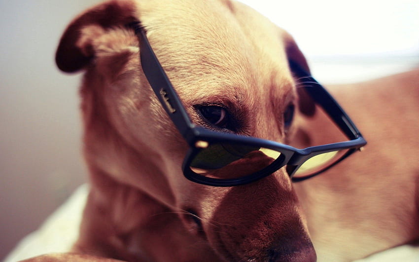 Animals, Dog, Muzzle, Eyes, Glasses, Spectacles HD wallpaper