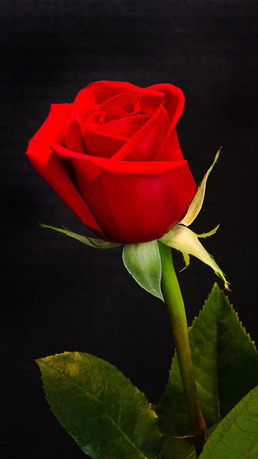 Rote Rose, rote Farbrose HD-Handy-Hintergrundbild