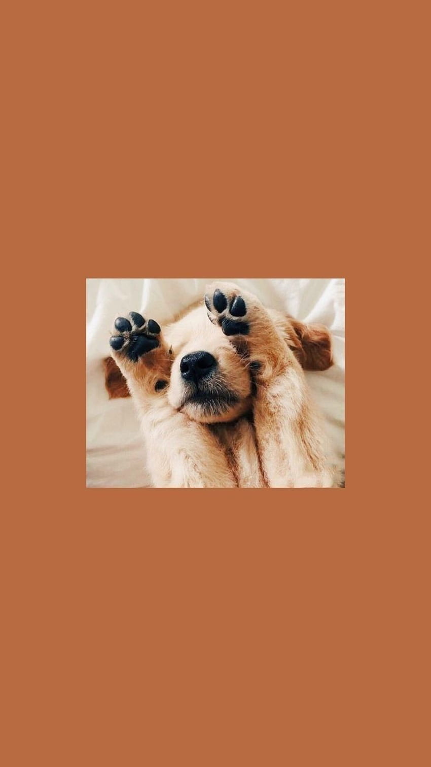 Cute aesthetic puppy HD wallpapers | Pxfuel