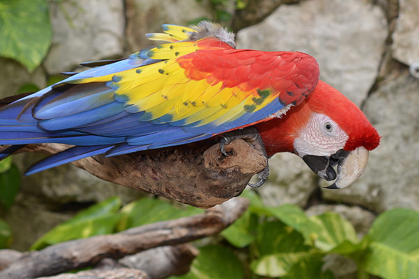 Animals, Parrots, Bird, Multicolored, Motley, Macaw HD wallpaper