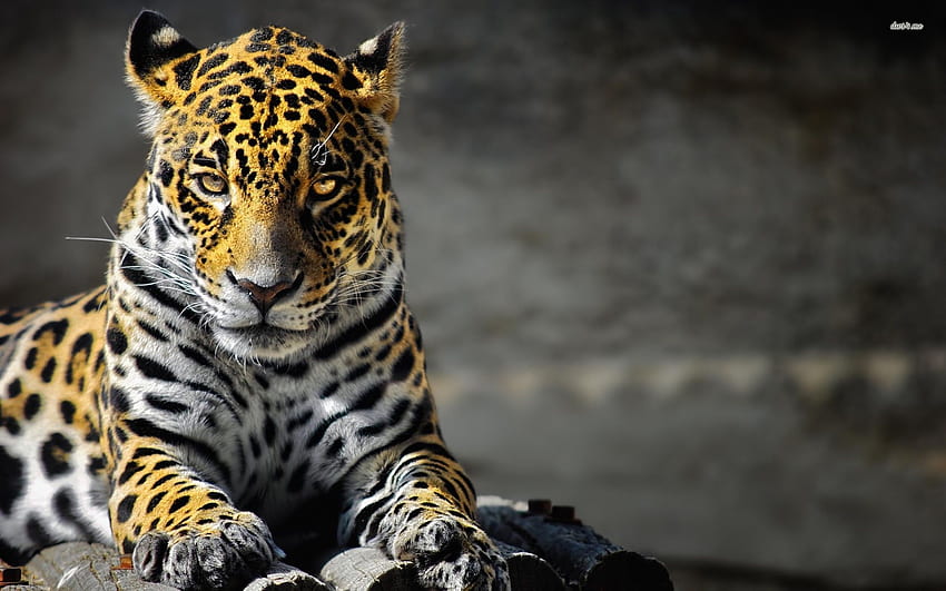 Jaguar - Animal HD wallpaper | Pxfuel