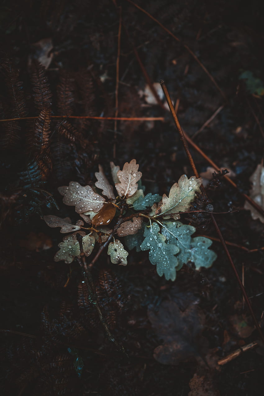 秋, 葉, 滴, マクロ, 水分, オーク, 落ちた HD電話の壁紙