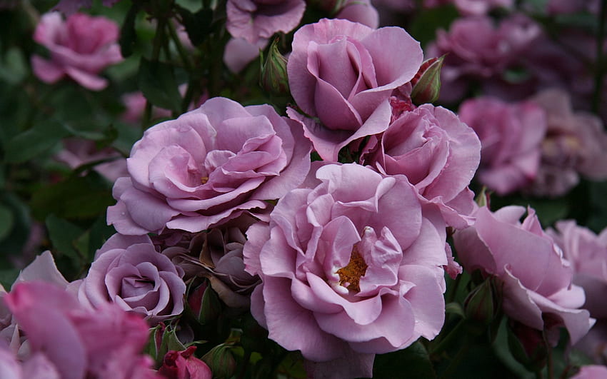 Fleurs, Roses, Feuilles, Arbrisseau, Jardin, Bourgeons Fond d'écran HD