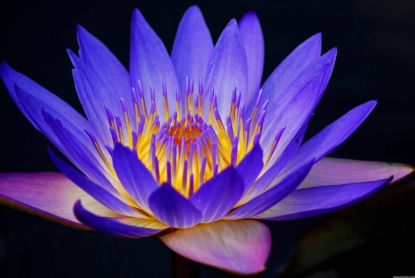 Background Purple Lotus Flower On Nature Beauty Flowers Blue HD wallpaper