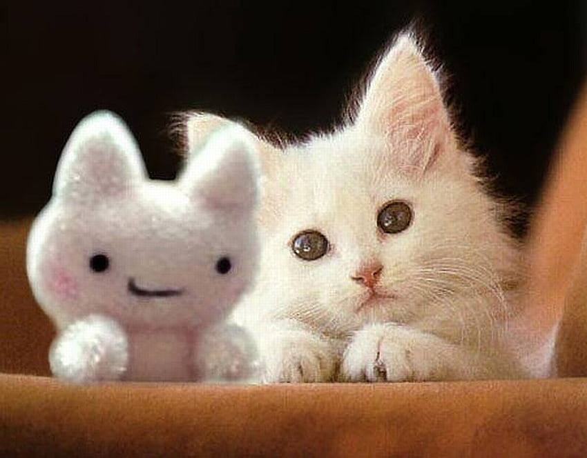 Cute Teddy and Kitty, cats, graphy, animals, kittens HD wallpaper