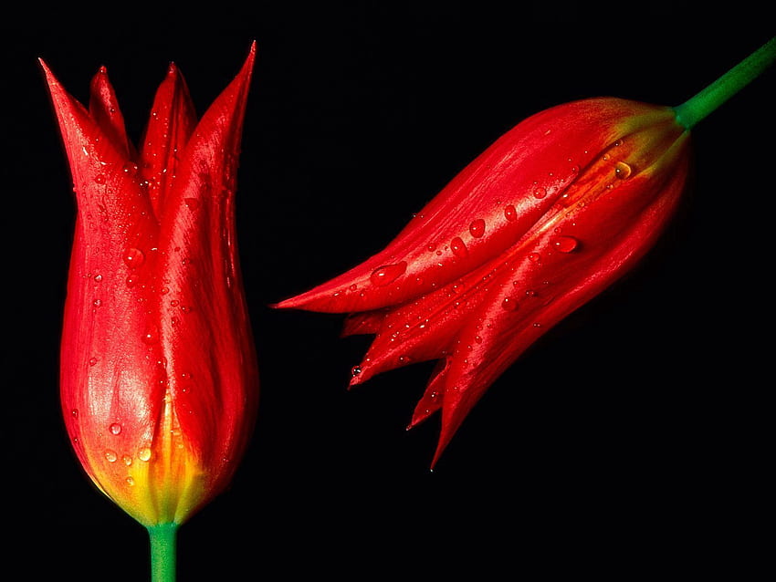 Flowers, Background, Tulips, Drops, Two HD wallpaper