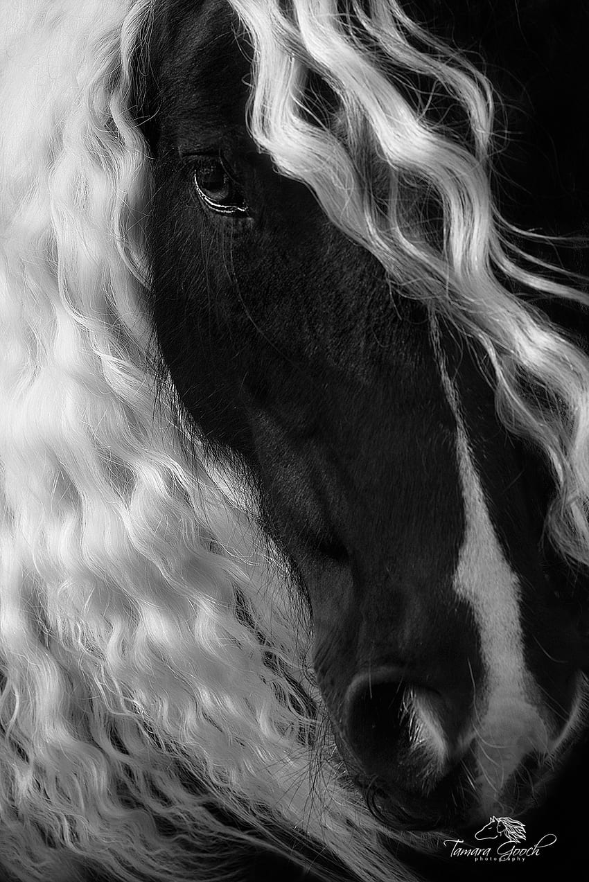 Tirage d'art Portrait de cheval Gypsy Vanner. Washington. Jesse Lee Fond d'écran de téléphone HD