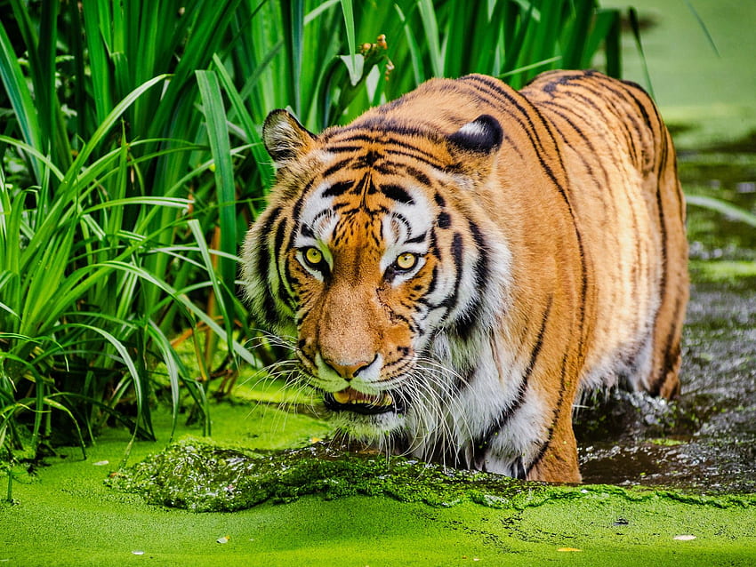 Siberian Tiger , Pond, Big cat, Green, Animals HD wallpaper