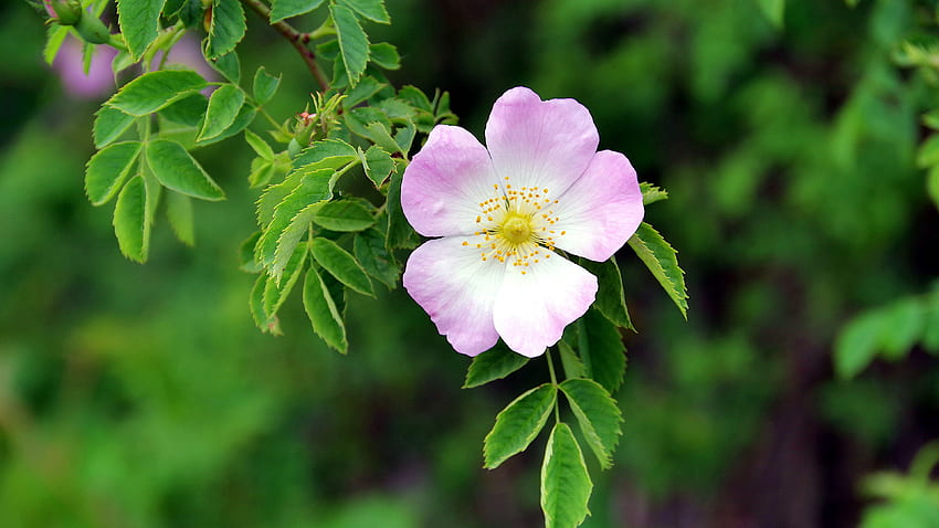 흐림 배경 꽃에 분홍색 흰색 개 장미 꽃 꽃잎 녹색 잎 나무 가지 HD 월페이퍼