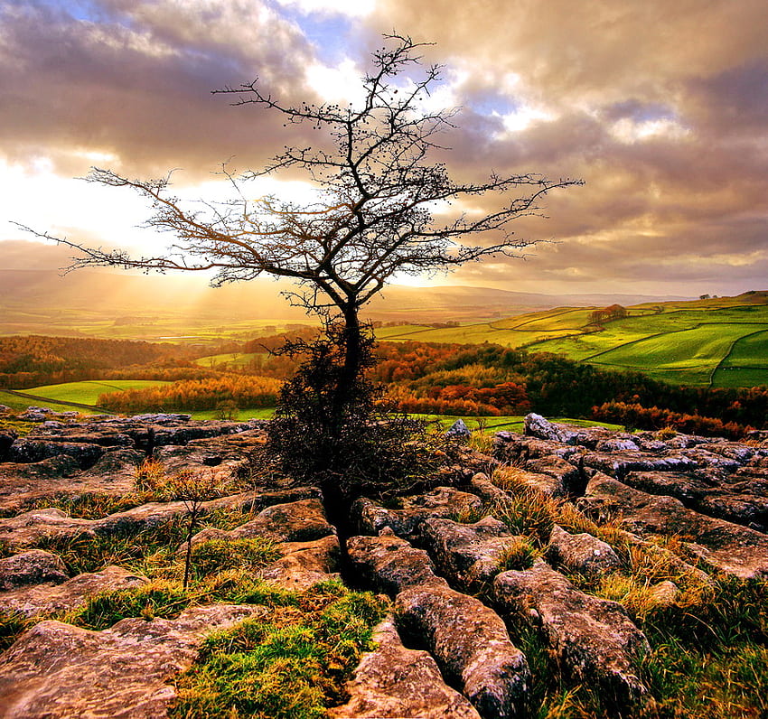 Parched, parched earth, clouds, sky, drought, tree HD wallpaper