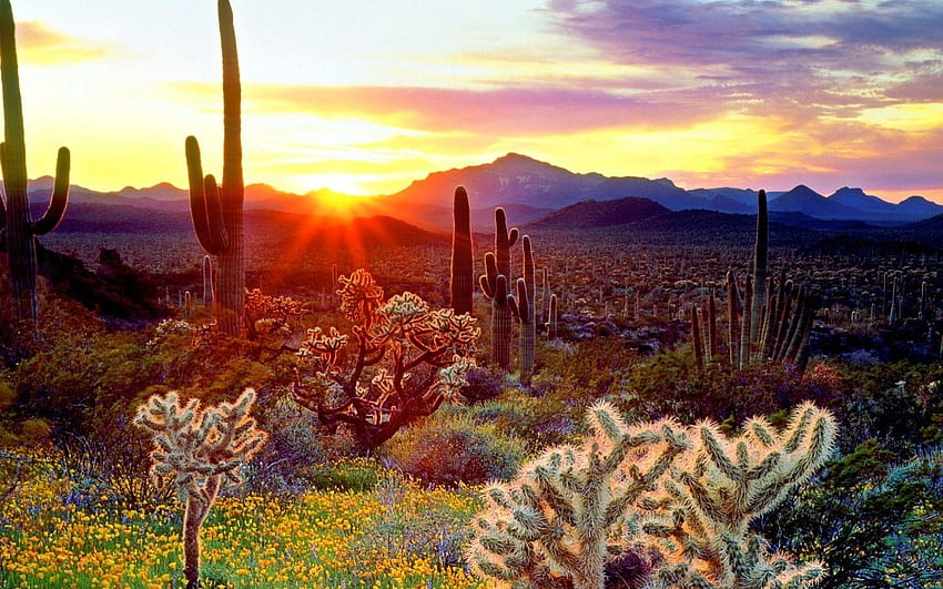 Arizona Top Arizona Background [] for your , Mobile & Tablet. Explore AZ Beautiful . AZ Beautiful , AZ, AZ, Tucson AZ HD wallpaper