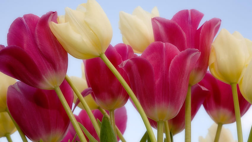 Tulips, pink, yellow, beautiful, nature, flowers HD wallpaper