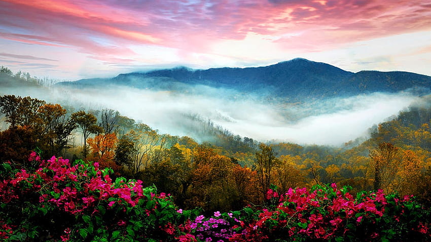 Blue Ridge Parkway, North Carolina, fog, morning, colors, landscape, clouds, flowers, usa, sunrise, trees HD wallpaper