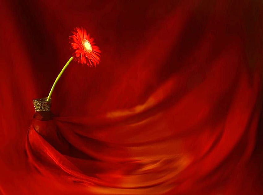 Scarlet daisy, swirls, red background, one, red daisy HD wallpaper