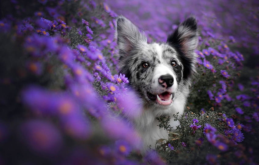 見て, 顔, 花, 犬, ライラック, ボケ, ボーダーコリー, ライラックの背景, セクション собаки, Purple Dog 高画質の壁紙