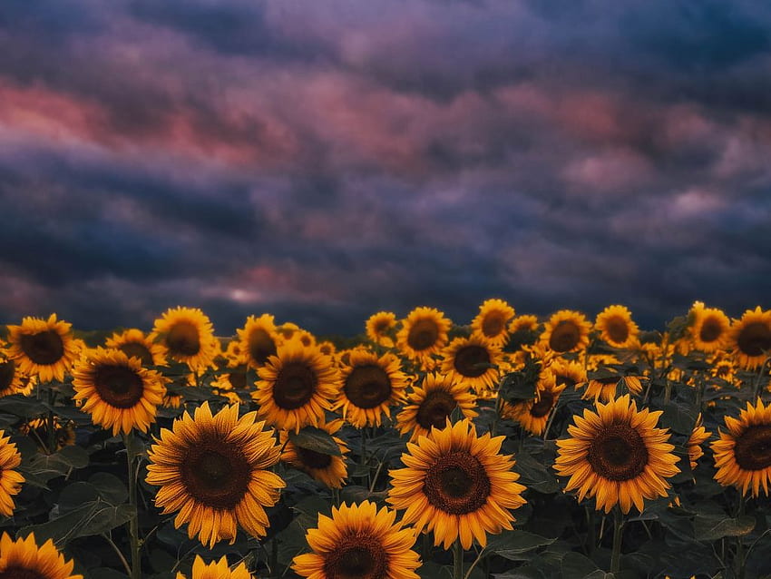sunflower farm, sunset, cloudy day, standard 4:3, fullscreen, , background, 25401, 1024X768 Sunflower Sunset HD wallpaper