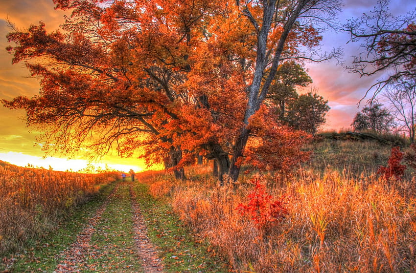 田舎の夕日!、風景、秋、自然、夕日、田舎 高画質の壁紙