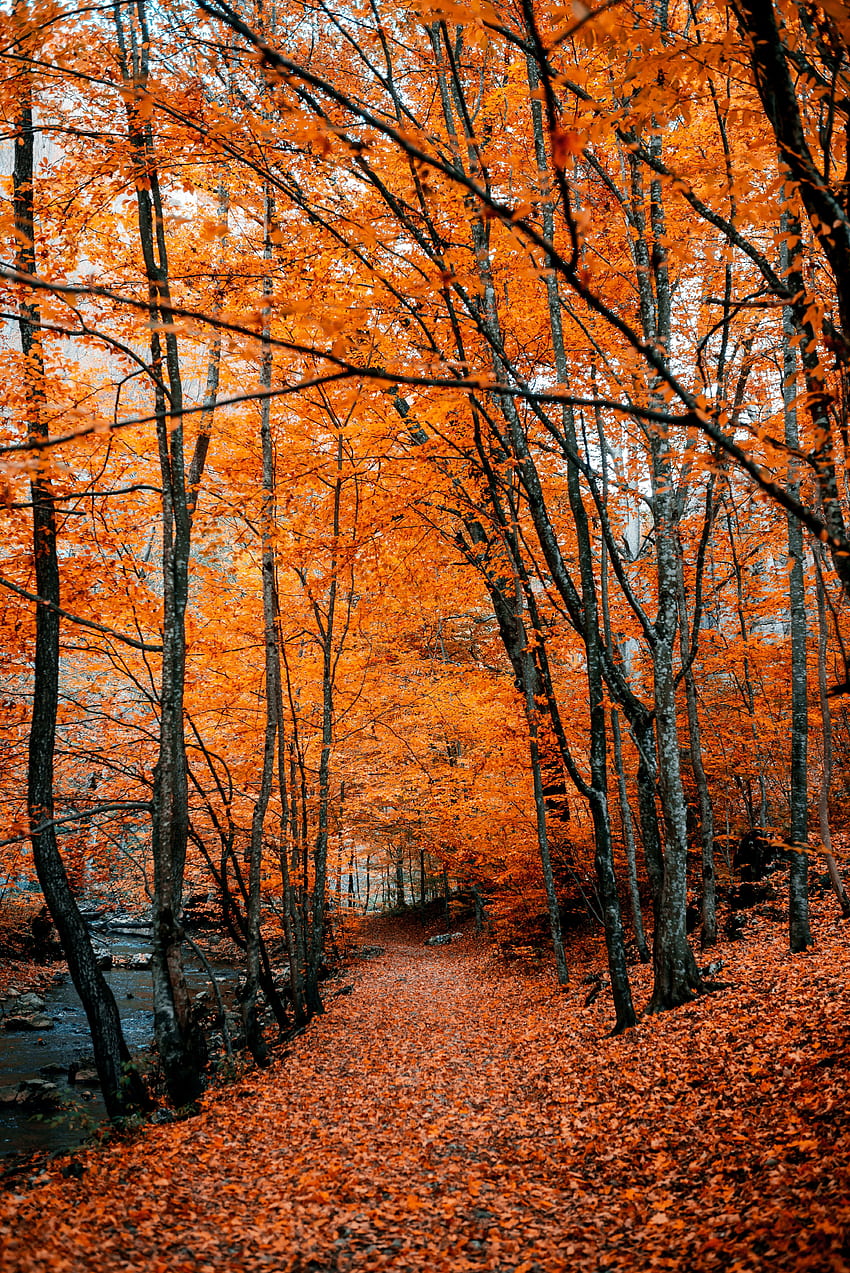 Natura, drzewa, jesień, las, ścieżka, liście, kolory jesieni, jesienne farby Tapeta na telefon HD