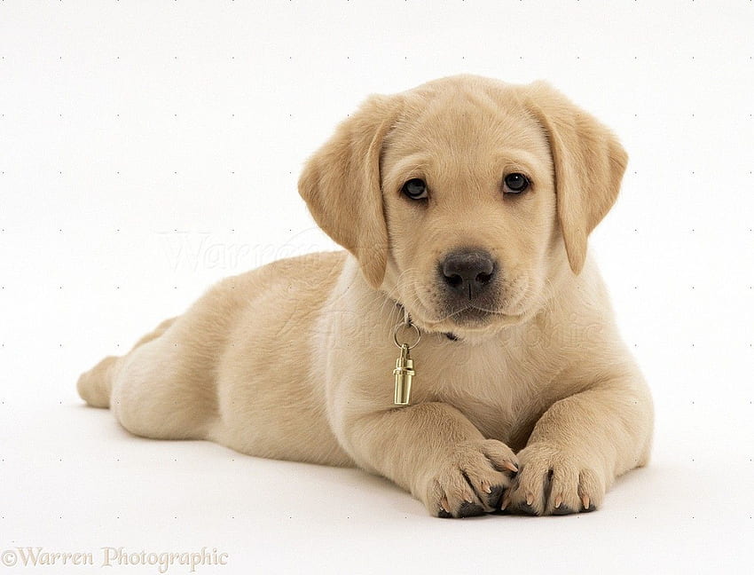 Labrador giallo. Cucciolo di Labrador, Labrador Retriever e Labrador Sfondo HD