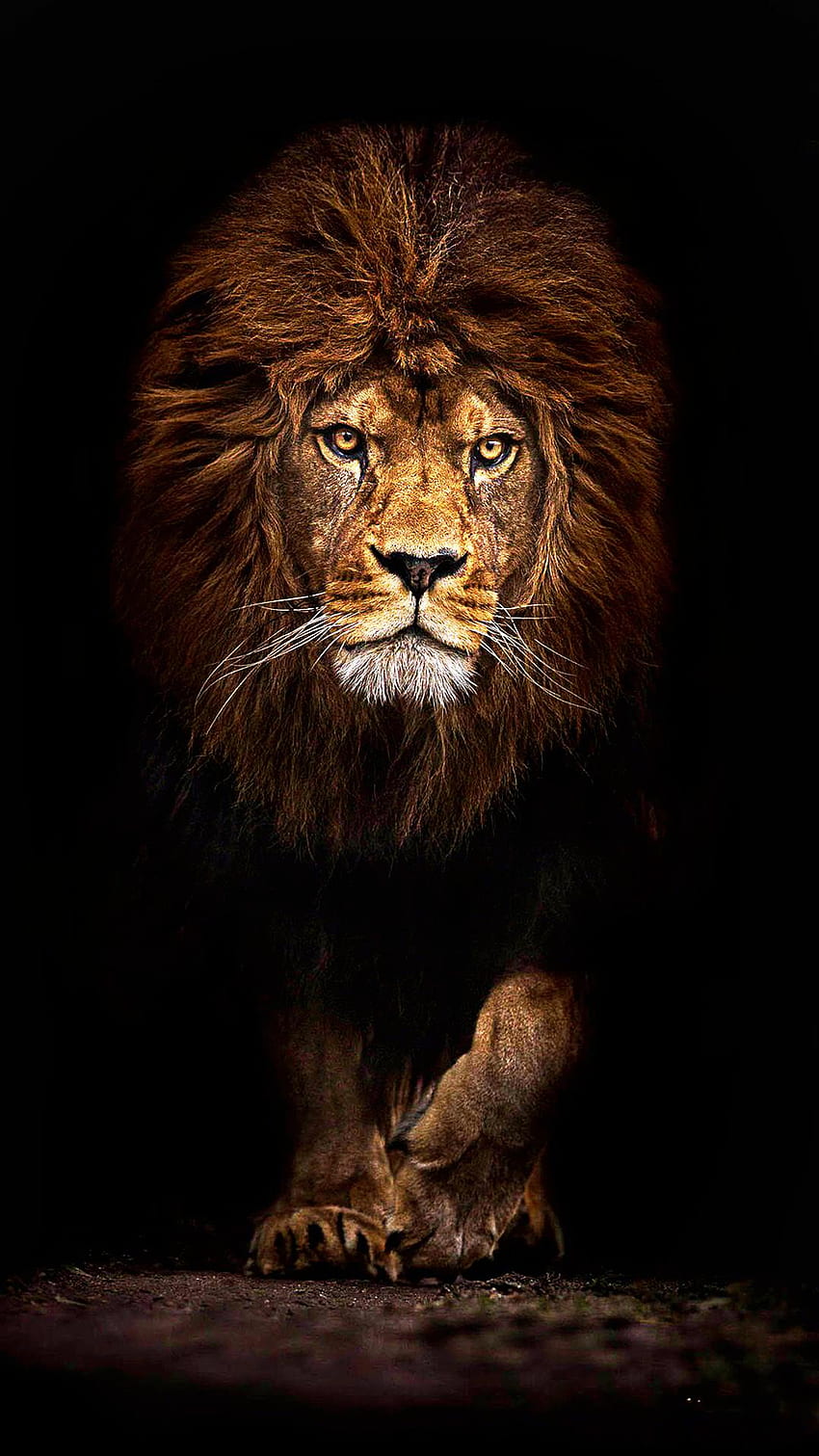 iPhone'a . Lew, dzika przyroda, lew Masajów, kotowate, wielkie koty, zwierzę Tapeta na telefon HD