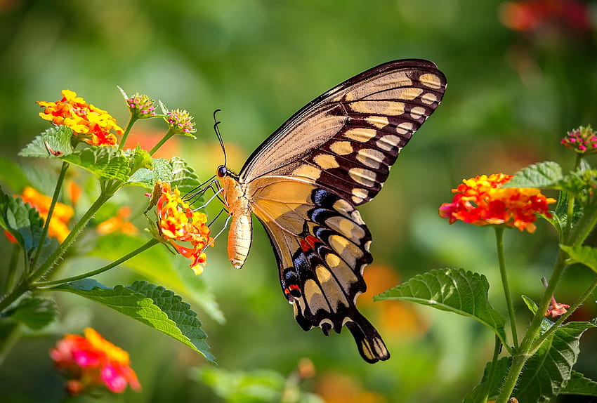 Motyl na wiosennym kwiacie, skrzydła, ogród, piękny, wiosna, motyl, ładny, świeżość, kwiaty, śliczny Tapeta HD