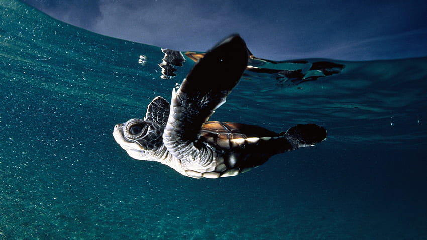 Sea Turtle Background, Cute Turtle HD wallpaper Sea Turtle Background, Cute Turtle HD wallpaper