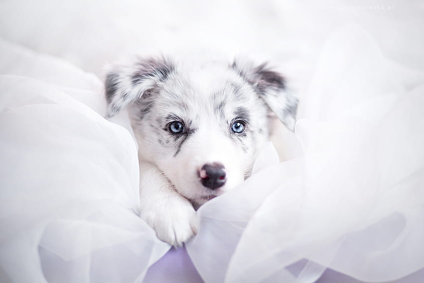 子犬、青、犬、白、目、かわいい、シリ、オーストラリアン シェパード、ケイン 高画質の壁紙