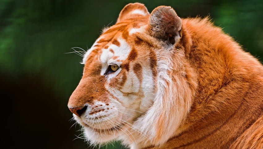 Harimau Emas, kucing, harimau, satwa liar, kecantikan Wallpaper HD