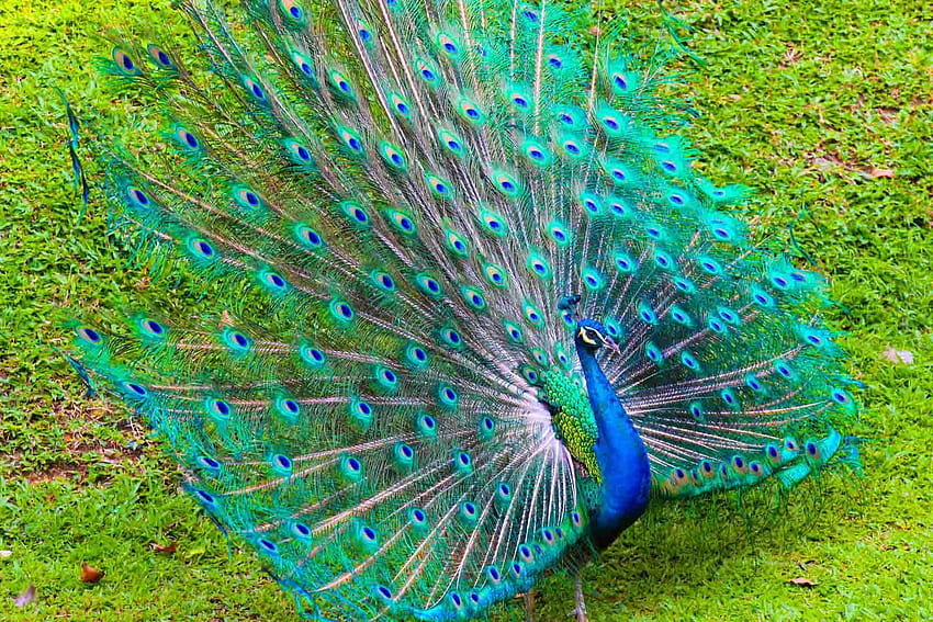 Peacock feather colored feathers peacock HD wallpaper  Wallpaperbetter