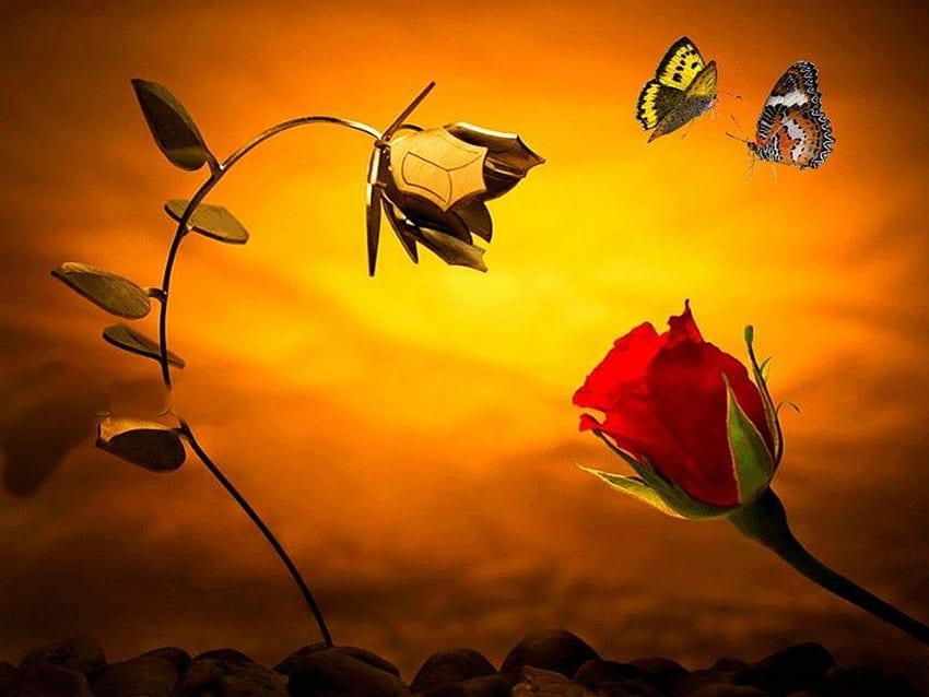 Rote Rose, bunte Schmetterlinge, rote Rosen, Roségold, schöne Farben, Steine HD-Hintergrundbild