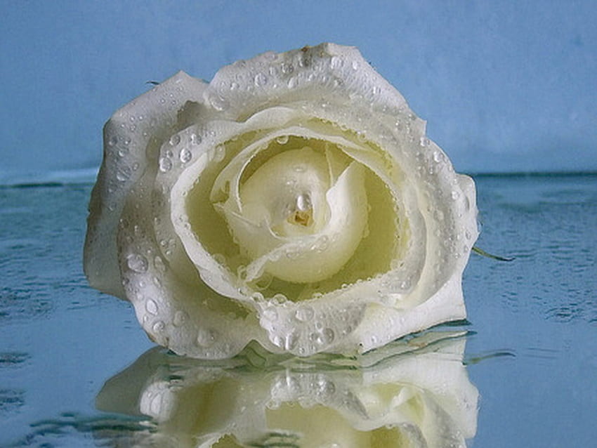 장미, 흰색, 단순, 반사, 비 HD 월페이퍼