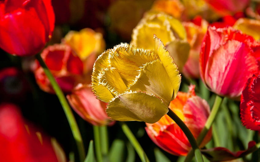 Flores, Pétalas, Galho, Tulipa papel de parede HD