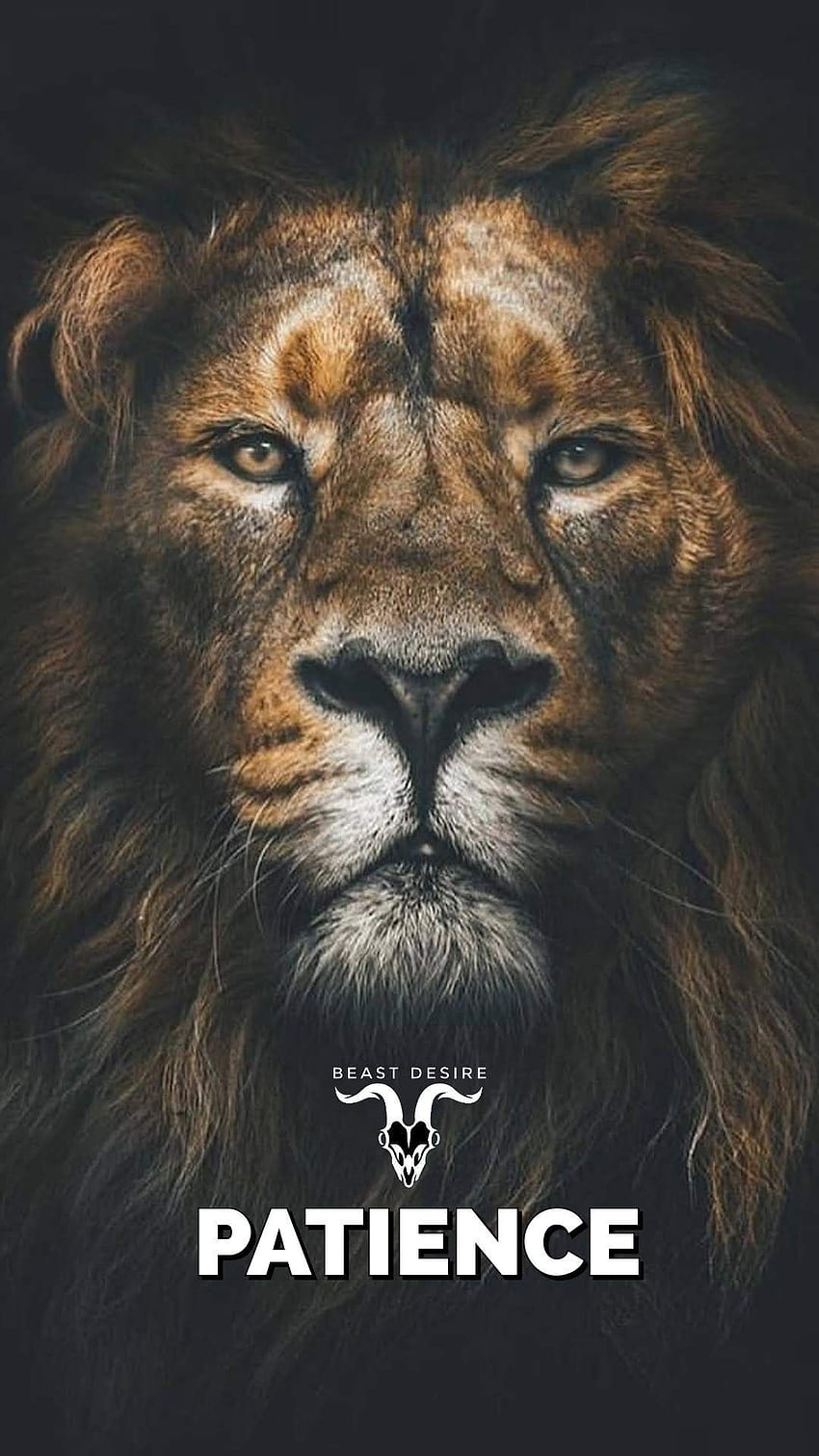 Lion Quotes, Lion Hipster HD phone wallpaper