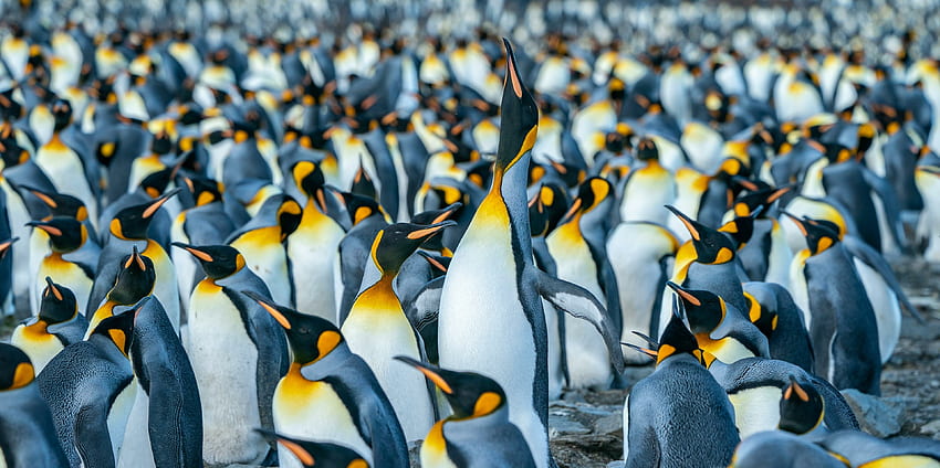 Penguin, flightless birds, herd HD wallpaper