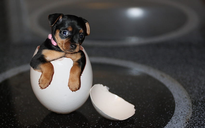 Puppy in shell eggs and - , , Egg Dog HD wallpaper