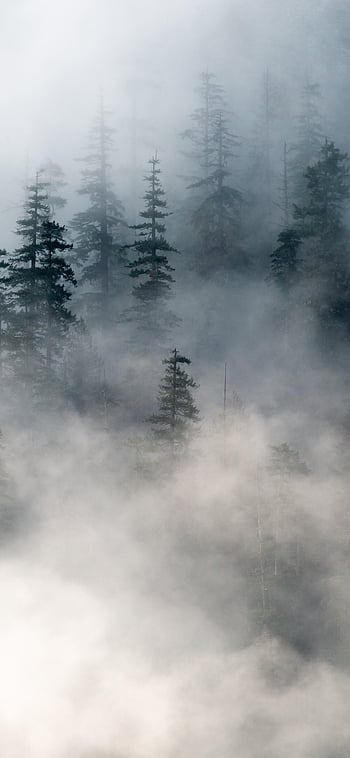 HD wallpaper river wilderness mist fog forest woodland outdoor  nature  Wallpaper Flare