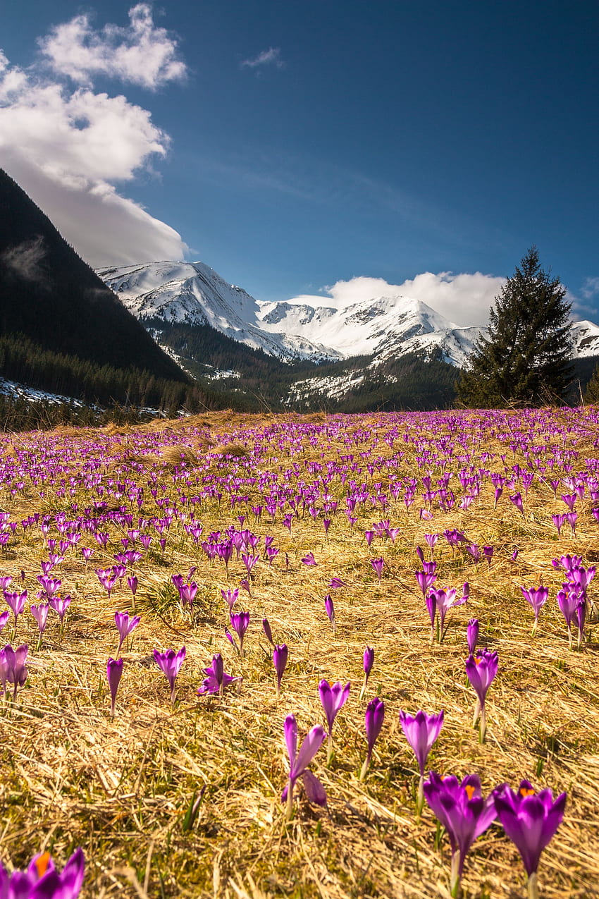 Nature, Flowers, Mountains, Mountain Landscape, Crocus HD phone wallpaper