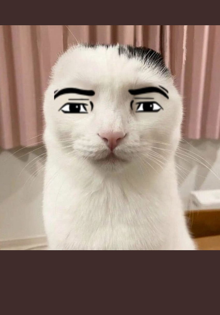 Funny Cat PFP - Roblox