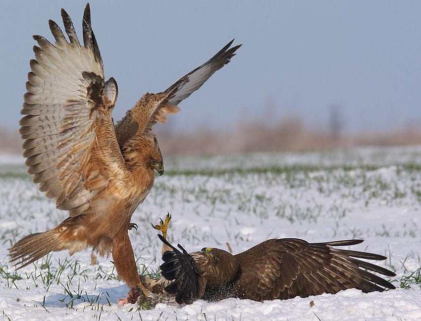 ... und der Gewinner ist, Vögel, Gewinner, Natur, Wild, Adler HD-Hintergrundbild