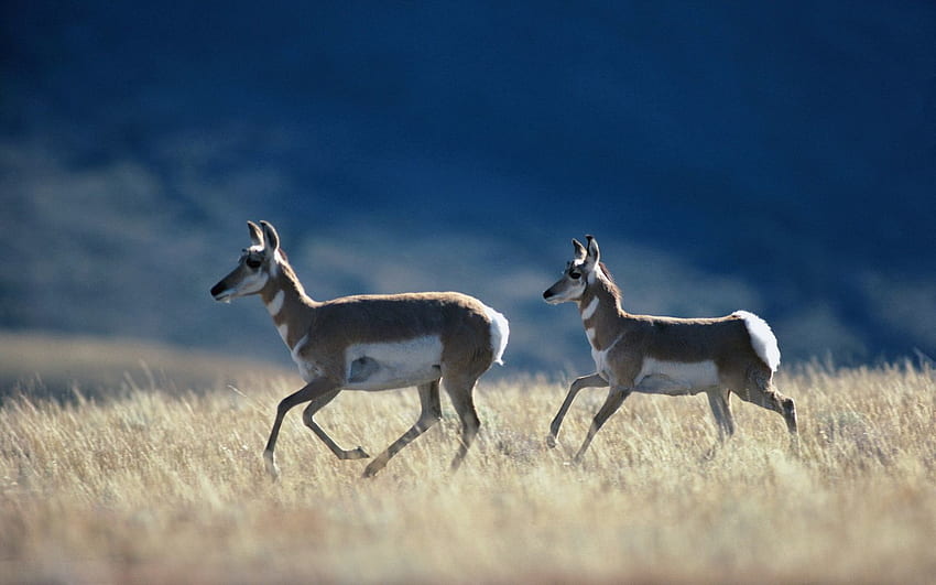 Animals, Grass, Steppe, Run, Running, Antelope HD wallpaper