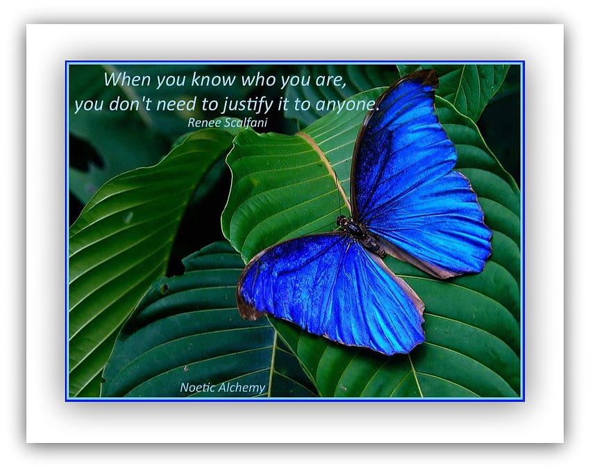 kupu-kupu morpho, biru, kupu-kupu, kupu-kupu, morphos Wallpaper HD