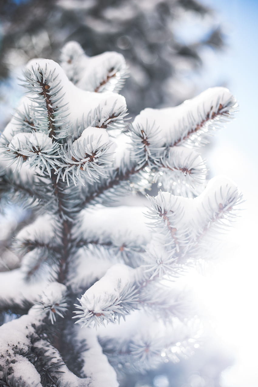 Winter, Nadel, Schnee, Makro, Unschärfe, glatt, Ast HD-Handy-Hintergrundbild