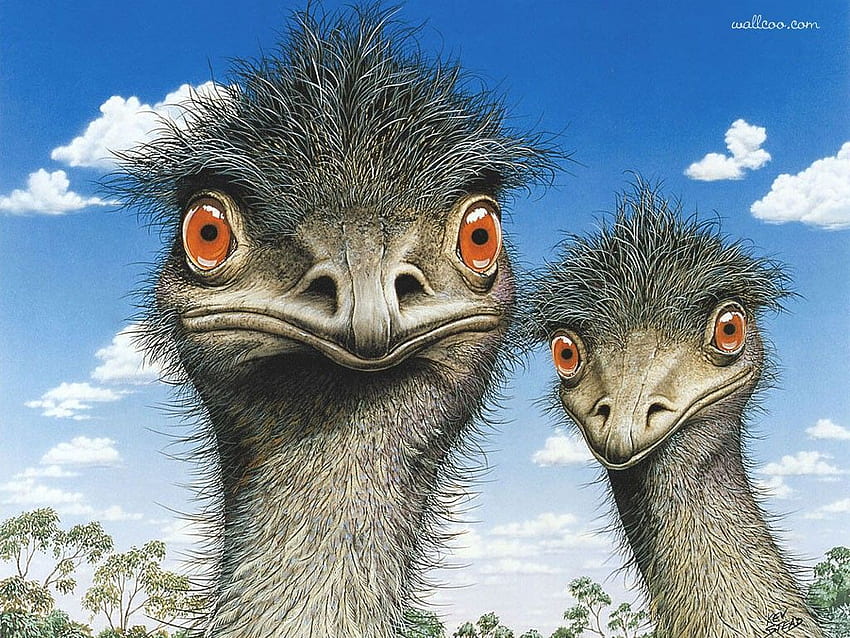 Australian Geographic : Australian Wildlife Paintings, Australian, Australia Animals HD wallpaper
