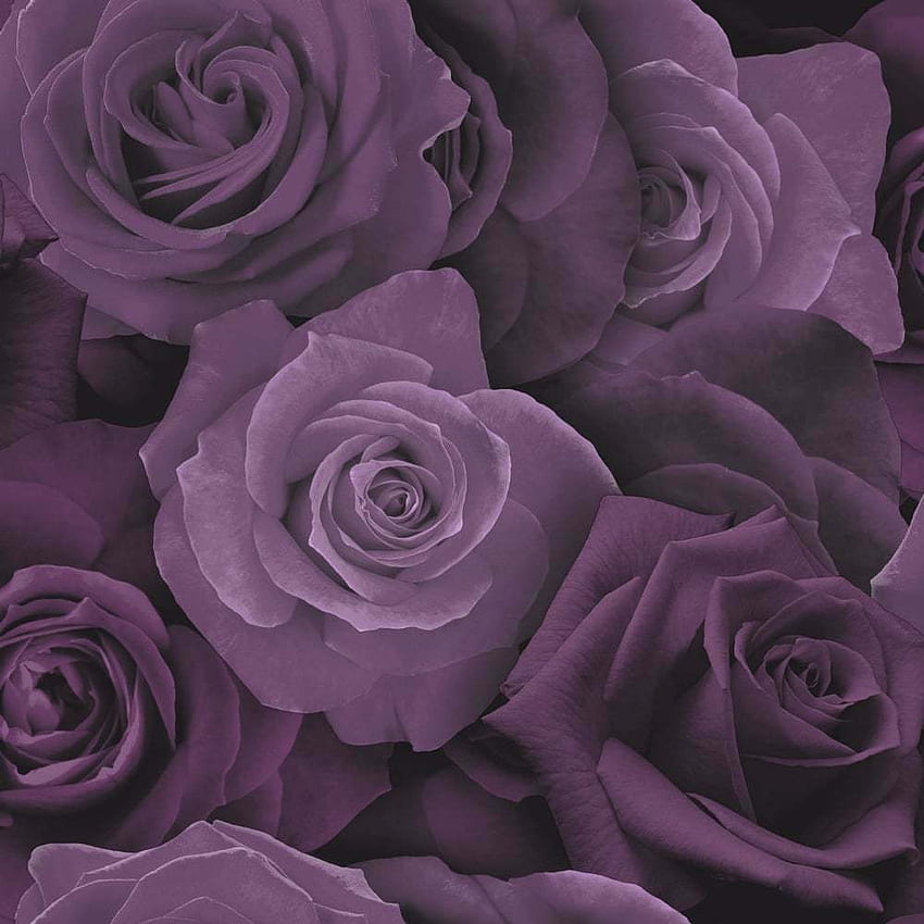 Arthouse 675601 Austin Rose Flower, Purple and White Rose HD phone ...