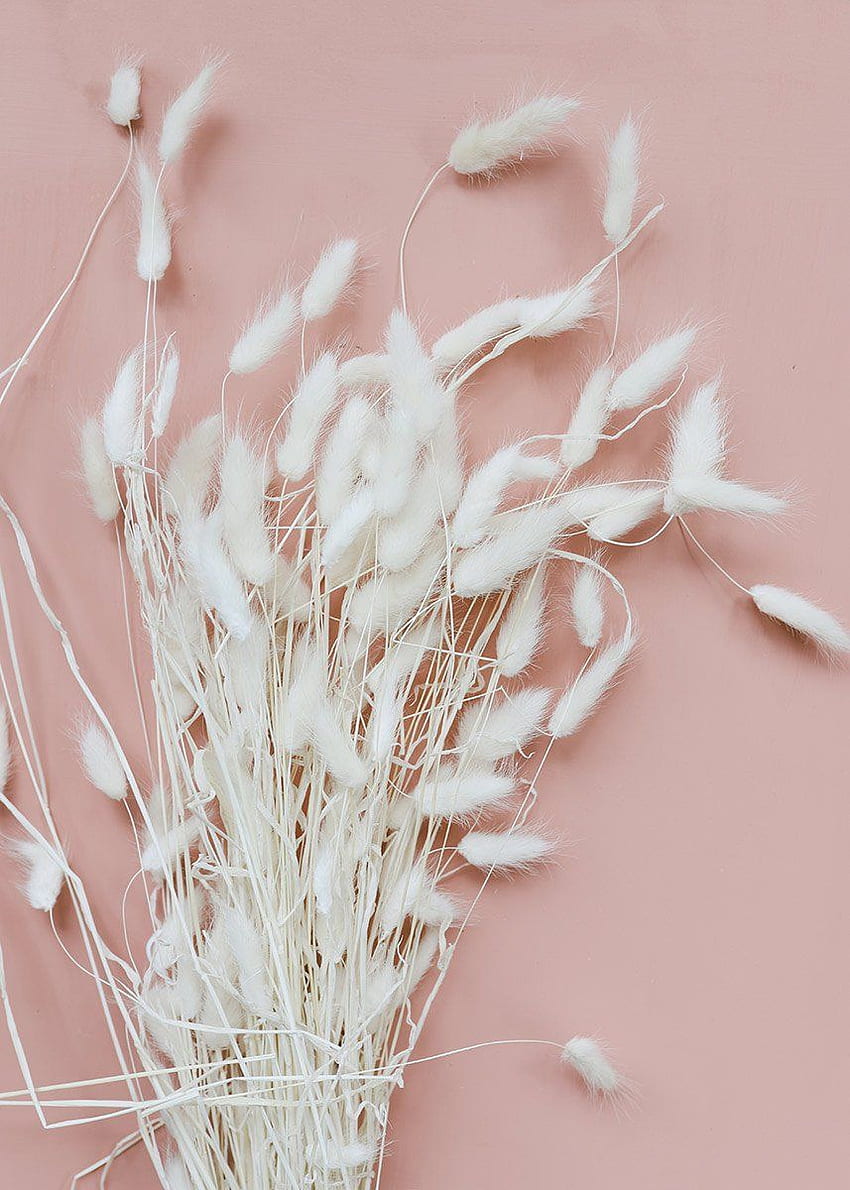 Coda di coniglietto bianco essiccato. Bouquet di fiori secchi, Come conservare i fiori, Fiori tinti, Erba della Pampa Sfondo del telefono HD