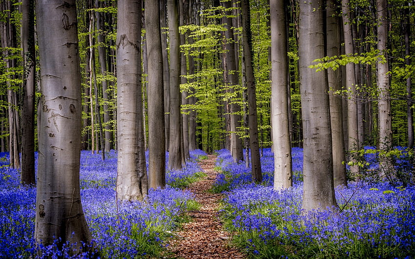 Flowering Forest, blue, path, trees, flowers, forest, spring HD wallpaper