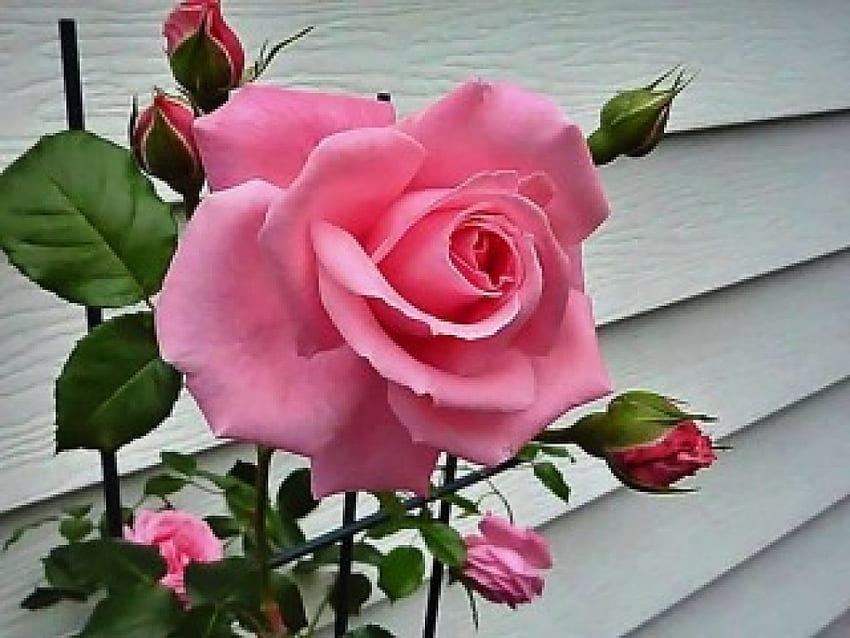 ピンクのバラ、葉、つぼみ、庭、花、つぼみ 高画質の壁紙